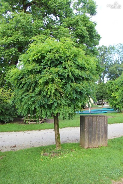 Акація клейка -  використання в ландшафті міської зони